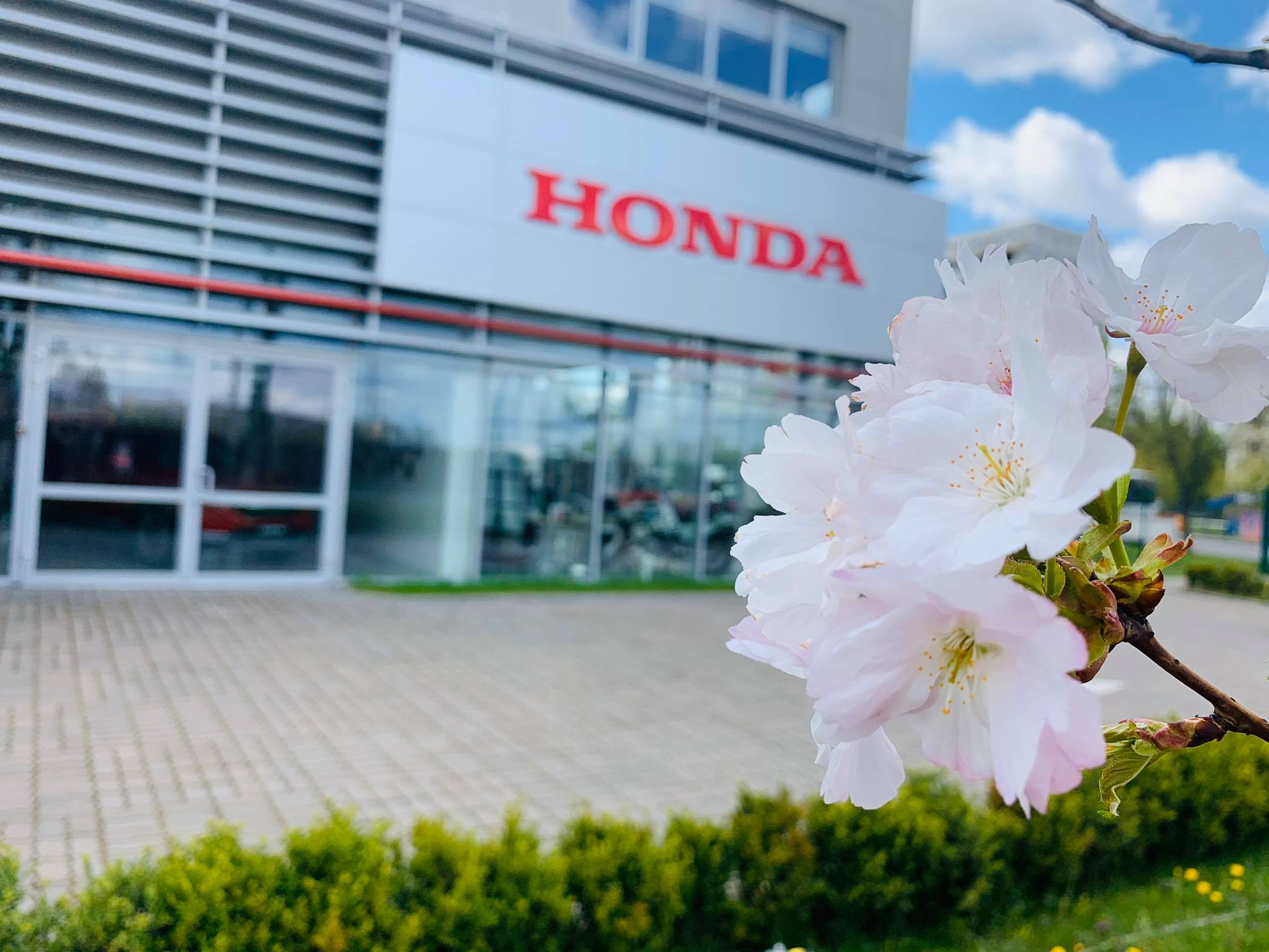 Ханамі. Україна та Японія стають ближче!